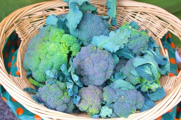 Des beaux brocolis du marché qui ont bien été choisis