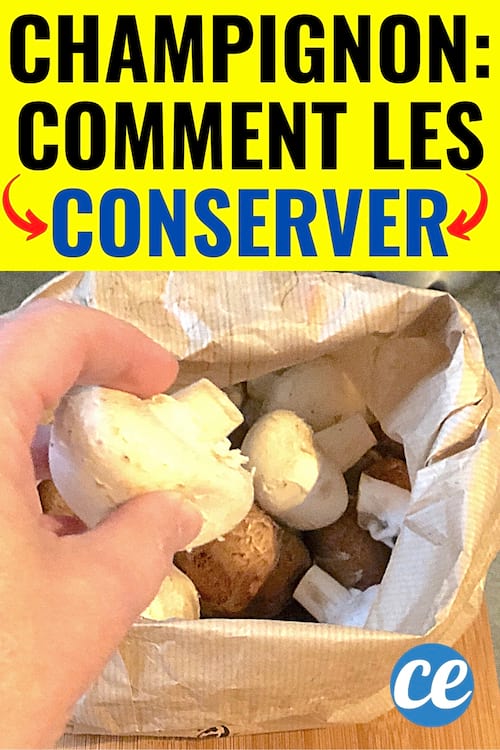 Champignons : 6 Astuces Anti-Gaspi Pour Les Conserver Plus Longtemps.