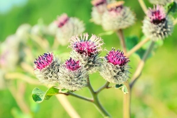 fleur de bardane idée recette