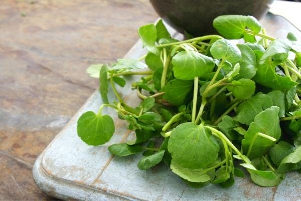 comment semer le cresson