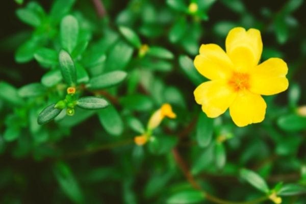 fleur jaune de pourpier sauvage