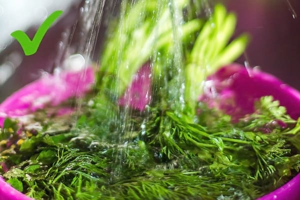 Des herbes fraîches qui sont lavées sous le robinet