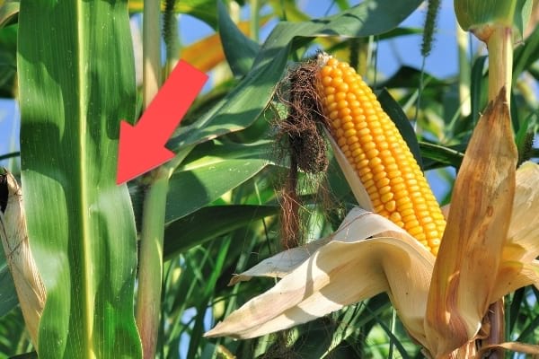 feuille verte épi de maïs