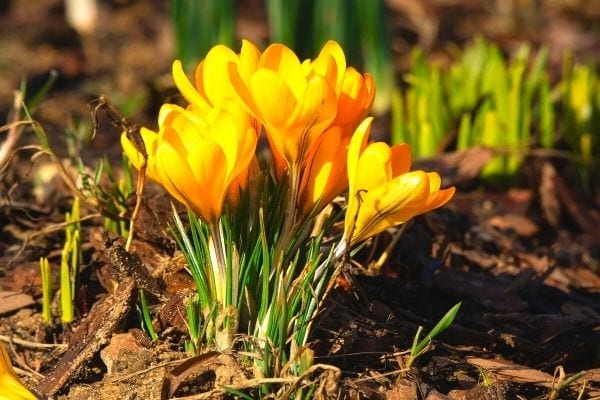bulbes fleurs de printemps à planter en automne