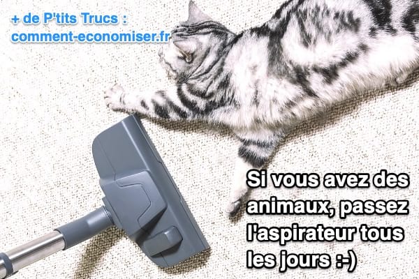 À quelle fréquence passer l'aspirateur si vous avez des animaux