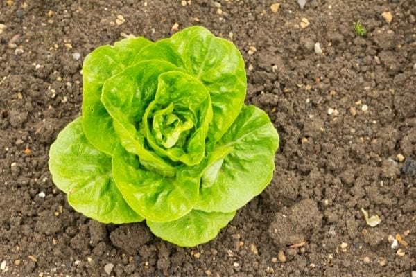 laitue d'hiver dans le jardin