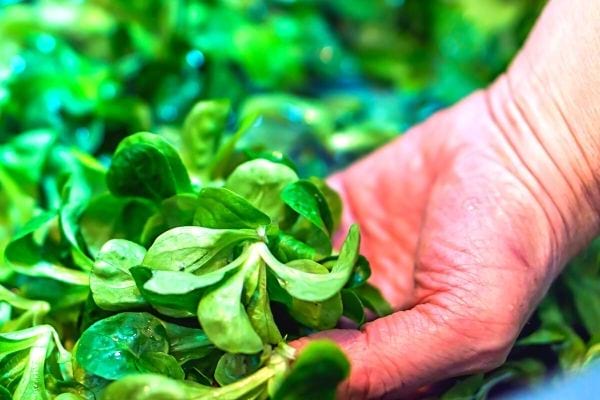 cueillir de la mâche