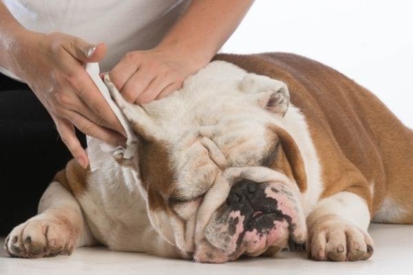 Une personne nettoie les oreilles d'un chien