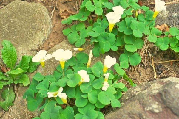 oxalis idée recette