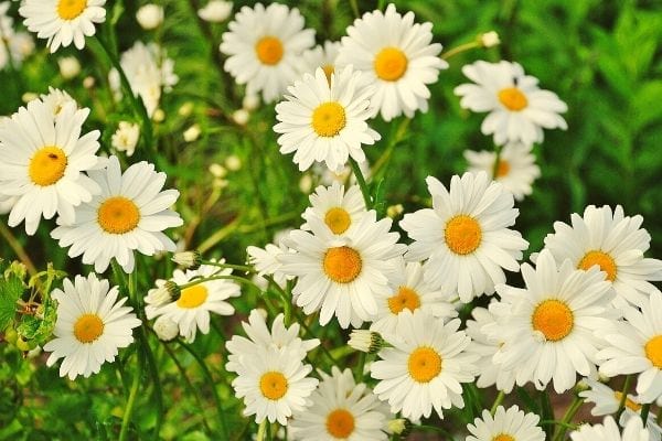 fleur de pâquerette à cuisiner