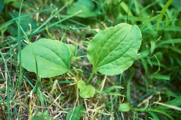 feuille de plantain idée recette