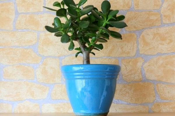 Plante dans un pot de fleurs bleu 