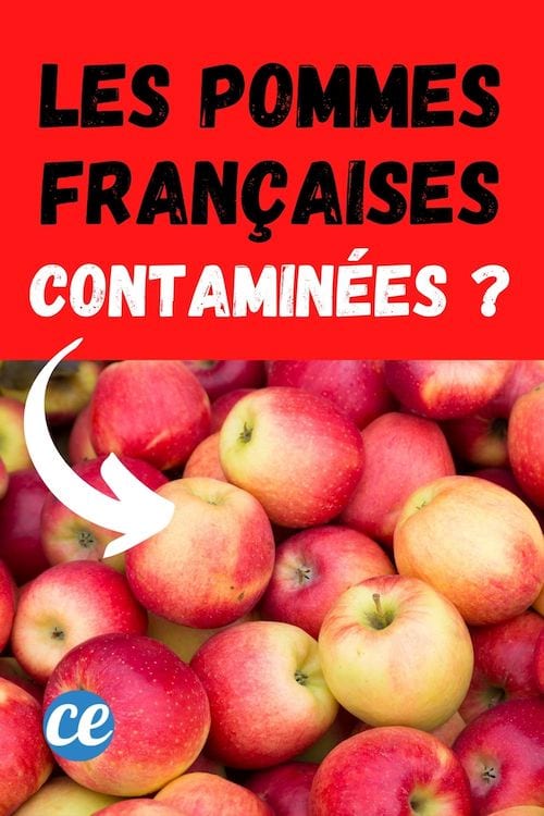 Les pommes françaises sont elles contaminées par les pesticides ?