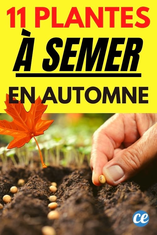 quels légumes planter en automne au jardin
