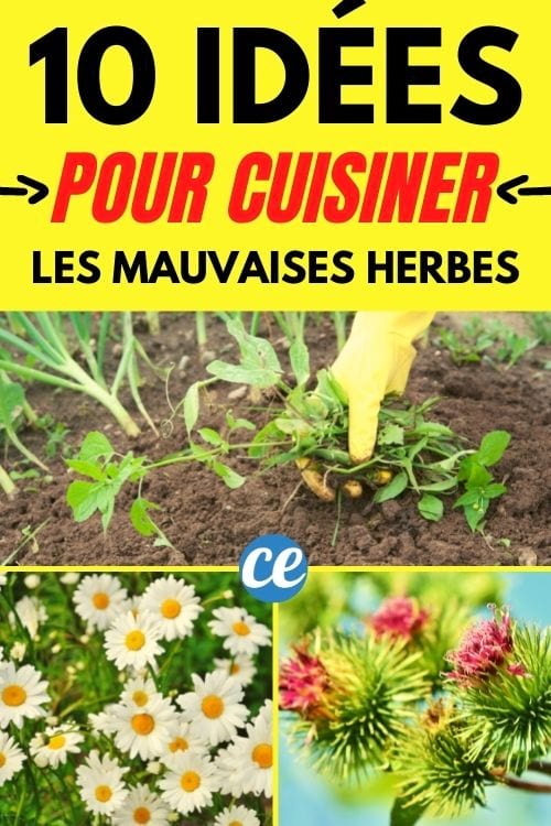 10 mauvaises herbes que l'on peut manger