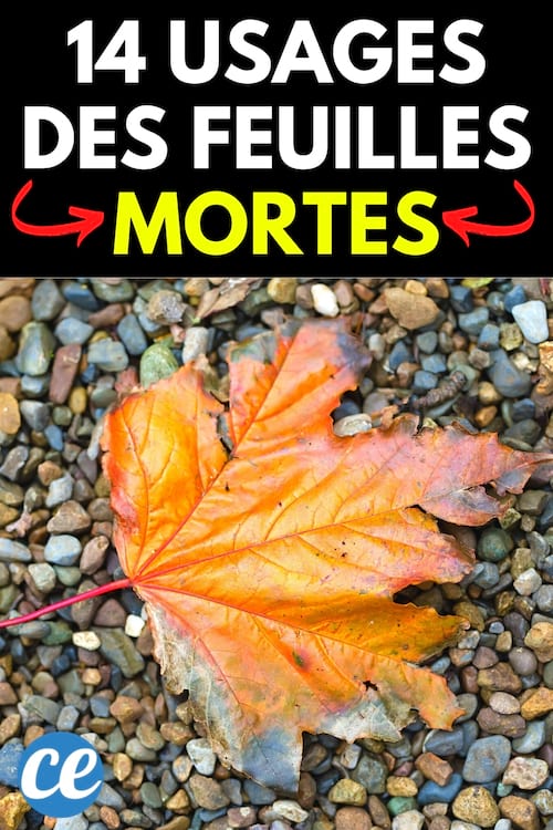 14 astuces pratiques pour réutiliser les feuilles mortes à la maison