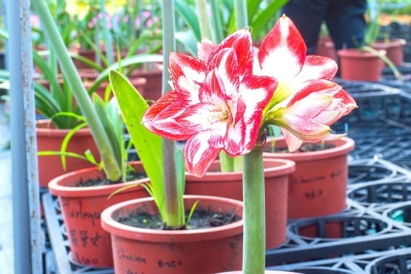pot amaryllis planter en novembre
