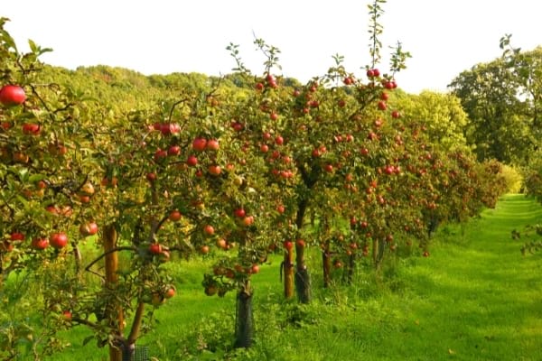 jeune pommier dans un verger