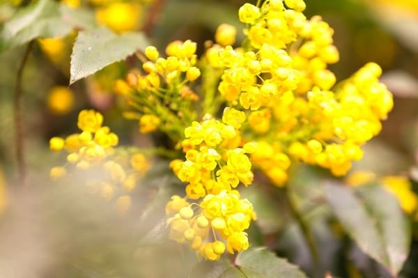 Kopfhaut-Psoriasis: Berberis aquifolium ist ein wenig bekanntes, aber sehr wirksames Mittel.