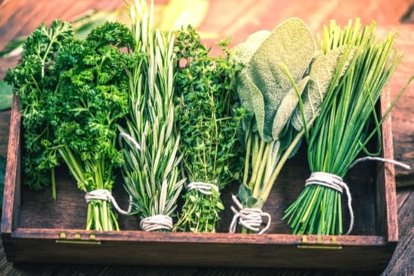 Des bouquets d'herbes fraiches posés cote à cote qu'il ne faut pas congeler