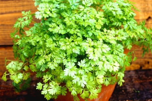 comment planter cerfeuil automne