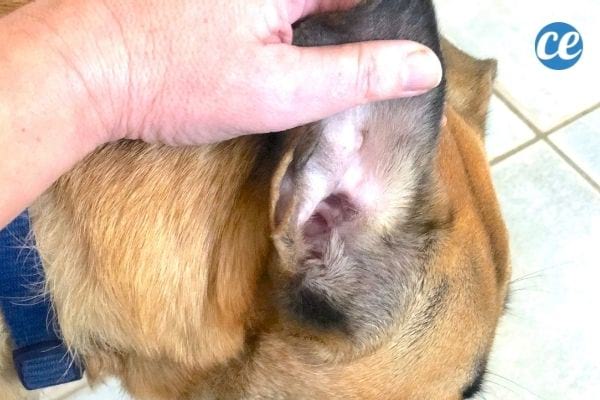une oreille de chien propre et rose