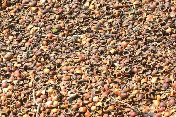 Walnut and hazelnut shells to reuse as mulch