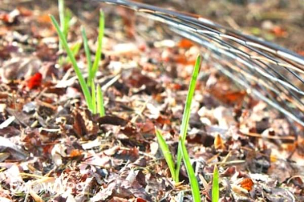Des feuilles mortes sur le potager pour le protéger