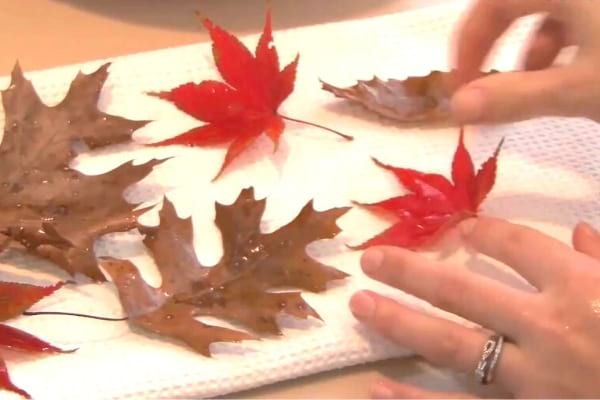 Des feuilles mortes pour faire une décoration à la maison