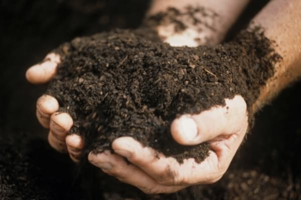 De l'engrais dans des mains fait à partir de feuilles mortes réutilisées