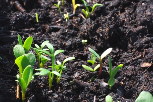 jeune pousse semi engrais feuilles mortes