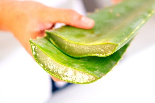 Aloe Vera ist ein wirksames Mittel gegen Schuppenflechte auf der Kopfhaut.