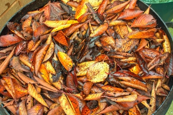 Un tas de feuilles mortes réutilisées pour faire du compost