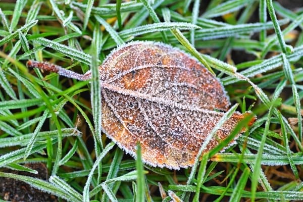 Une feuille morte gelée dans le jardin