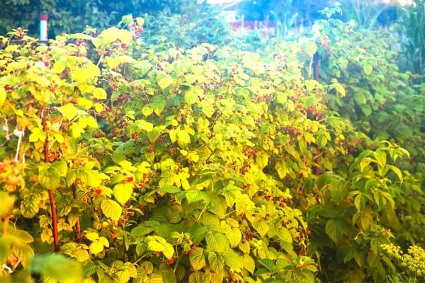 framboisier en automne