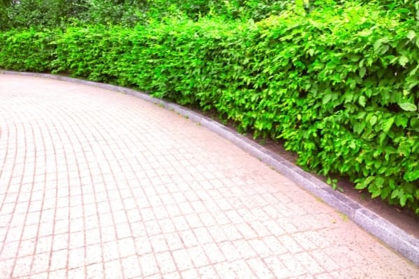 conseil plantation haie ornement