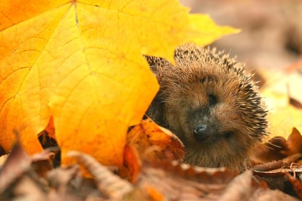 Un abris pour animaux à base de feuilles mortes réutilisées