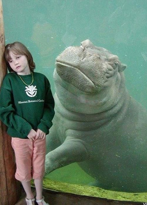 Une jeune fille devant une vitre où il y a un hippopotame 