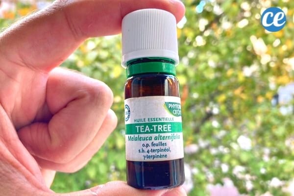 Un remède naturel contre le psoriasis du cuir chevelu : 'huile essentielle d'arbre à thé.
