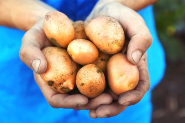 Le Roi-Soleil a fait de la publicité pour la pomme de terre !