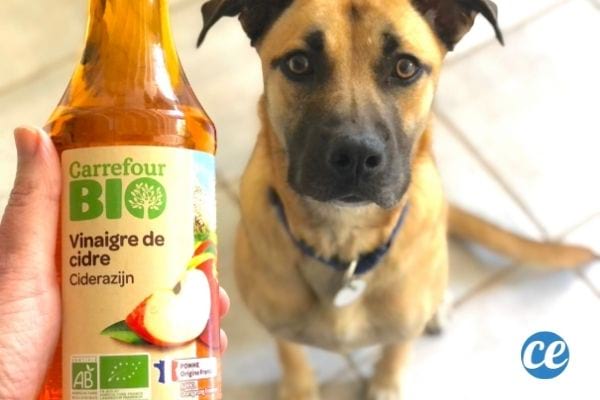 Nettoyer les oreilles sales d'un chien avec du vinaigre de cidre