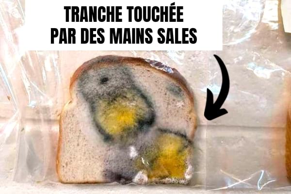 Une tranche de pain contaminée par les bactéries des mains sales.