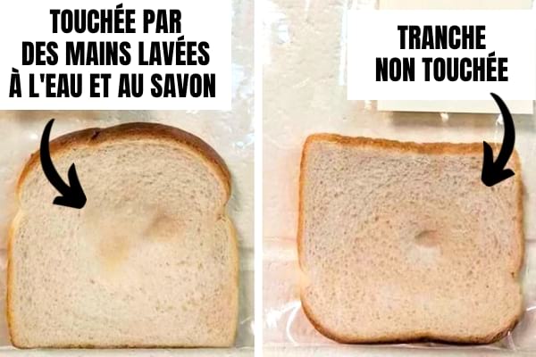 Le lavage de main tue les bactéries et ne contamine pas le pain.