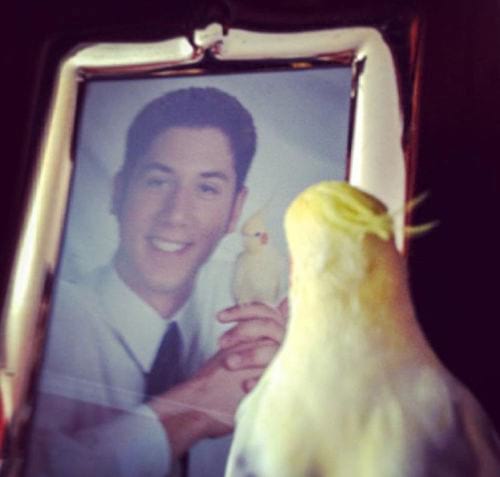 Un oiseau jaune regardant une photo de lui et d'un ado 