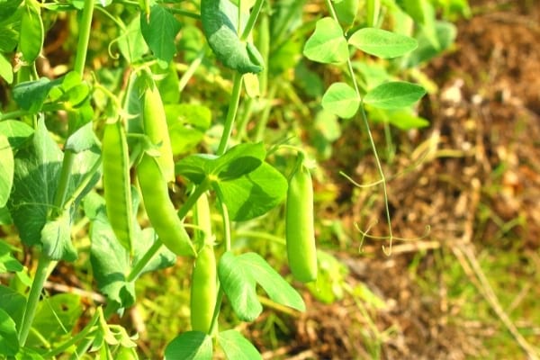 quand planter pois et fèves en automne