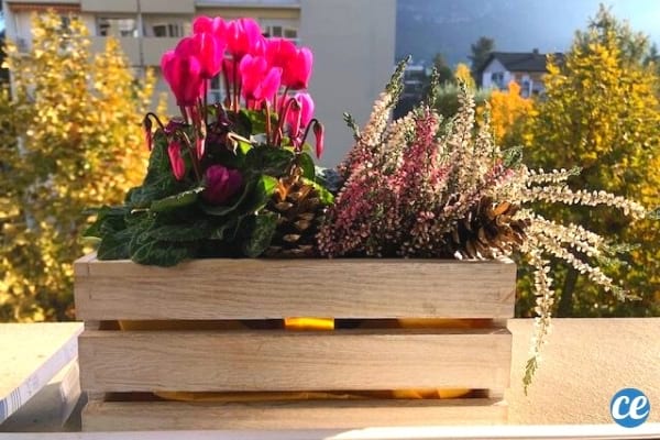 jardinière bois avec fleurs pour hiver
