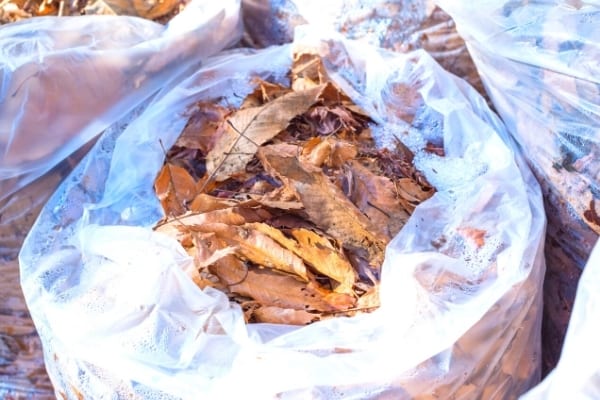 Des sacs de feuilles mortes à réutiliser pour faire du bon terreau