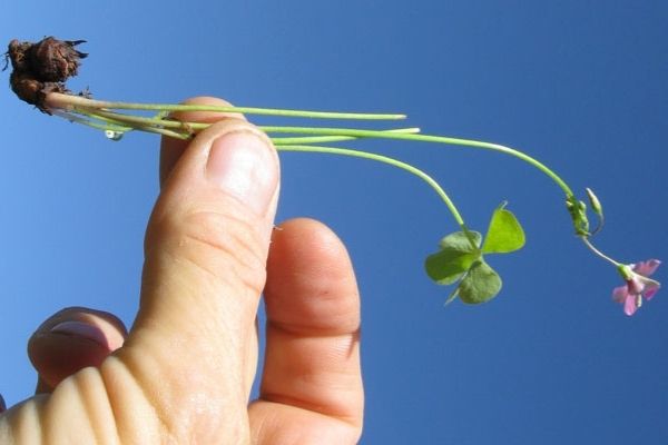 Oxalis : 5 Astuces Pour Se Débarrasser de Ce Faux Trèfle Redoutable.