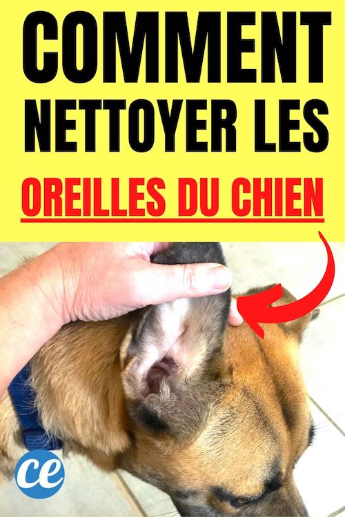 Nettoyage Oreilles du Chien L’Astuce Naturelle Pour Qu’elles Soient Bien Propres.
