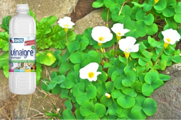 Oxalis : 5 Astuces Pour Se Débarrasser de Ce Faux Trèfle Redoutable.